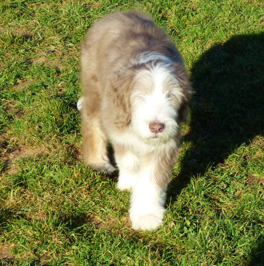 Los pitchous brensol - Bearded Collie - Portée née le 08/11/2018