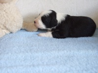 CHIOT