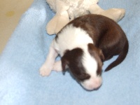 CHIOT