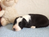 CHIOT