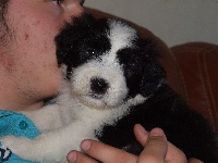 CHIOT