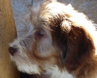 CHIOT