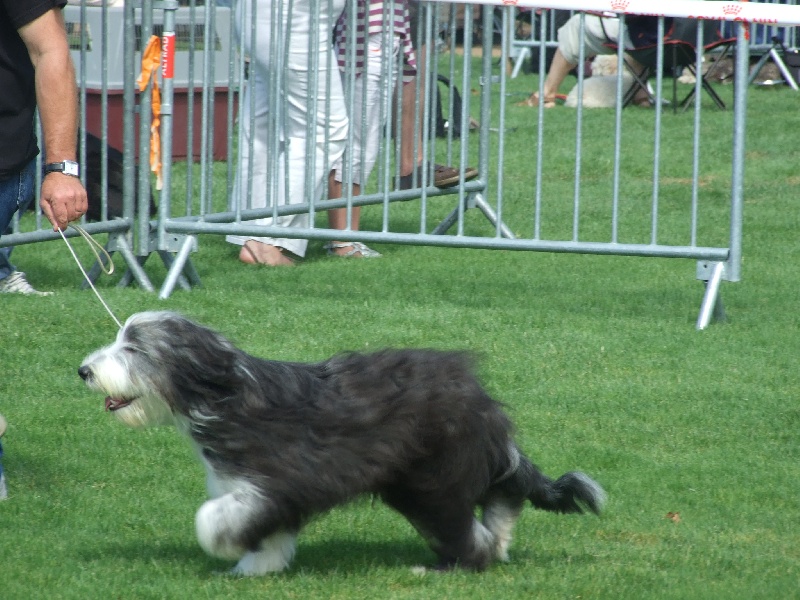 Los pitchous brensol - Bearded Collie - Portée née le 08/02/2009
