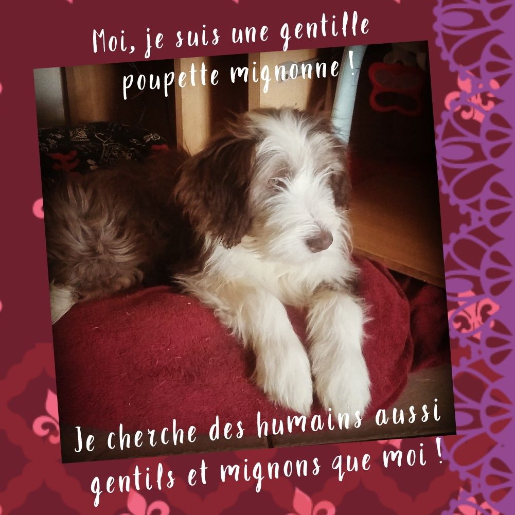 Los pitchous brensol - Bearded Collie - Portée née le 08/11/2018